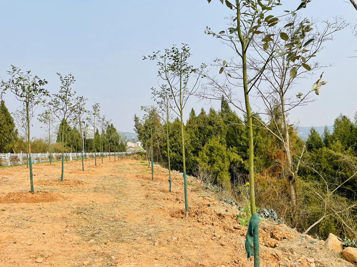 圖片4.png 圖片4.png